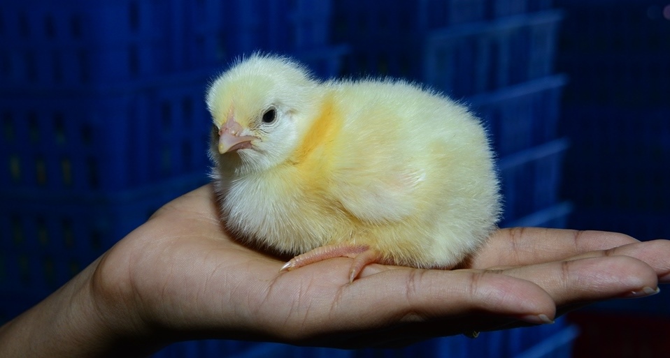 Thumbnail Placeholder